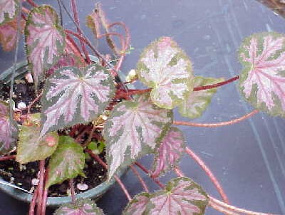 B. ‘Strawberry Creme’
